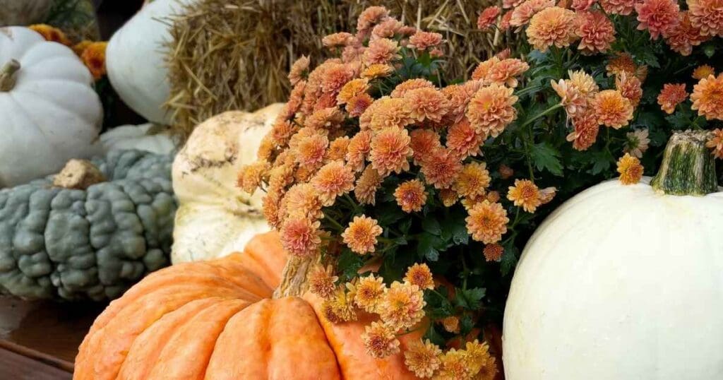 Fall Flowers